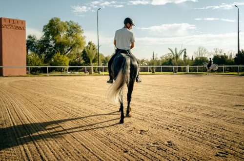 A person rides a horse in a sand arena.